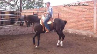 Кон танцьор показва уникални движения (ВИДЕО)