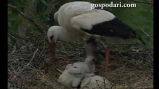 Щъркел пази малките си от буря (ВИДЕО)