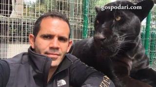 Прекалена смелост: Селфи с черна пантера (ВИДЕО)