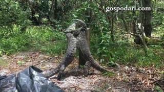 Влечуги в битка за надмощие и територия (ВИДЕО)