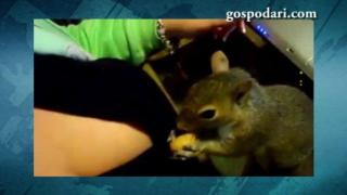 Катеричка крие ядки в сутиена на стопанката си (ВИДЕО)