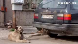 Безумно обяснение: Влаченото куче било забравено вързано на теглича