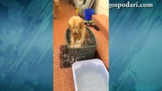 Куче си взима душ за първи път (ВИДЕО)