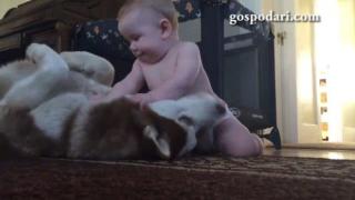 Бебе закача хъски (ВИДЕО)