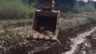 Мъж с багер спасява две еленчета, умиращи в кал (ВИДЕО)