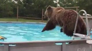 Мечка упражнява скокове във вода след зимен сън (ВИДЕО)