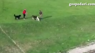 Кучешки бой в Благоевград. Кога ще спре тази жестокост? (ВИДЕО)