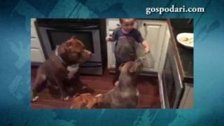 Момченце храни кучета с вилица (ВИДЕО)