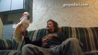 Папагал в забавен разговор със стопанина си (ВИДЕО)