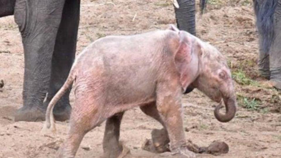 Слонче албинос се роди в африкански парк (ВИДЕО)