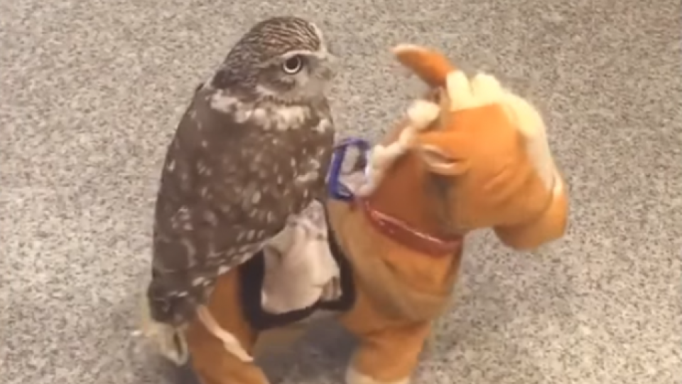 Бухал язди кон (ВИДЕО)