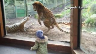 Тигър събужда друг тигър от следобедна дрямка (ВИДЕО)