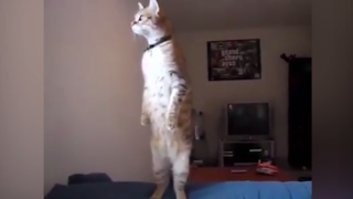 Котка стои изправена на задните си крака невероятно дълго време (ВИДЕО)
