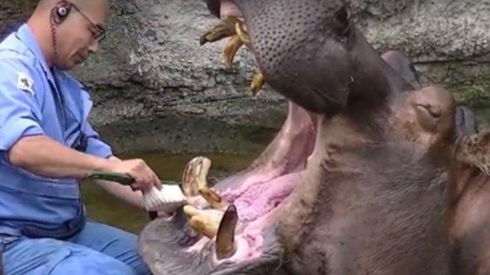 Работник мие зъбите на хипопотам (ВИДЕО)