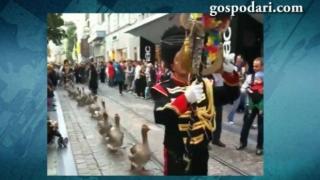 Гъски маршируват под строй (ВИДЕО)