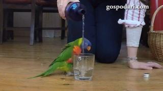 Папагал се радва на изкуствен водопад (ВИДЕО)