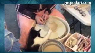 Котка се учи на грънчарски занаят (ВИДЕО)