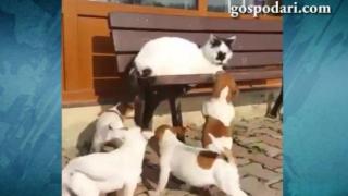 Досадни малки кучета дразнят котка (ВИДЕО)