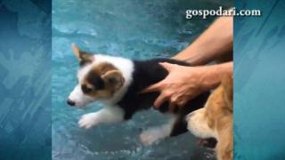Кученце с първи уроци по плуване (ВИДЕО)