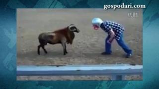 Да се правиш на смел пред овен (ВИДЕО)