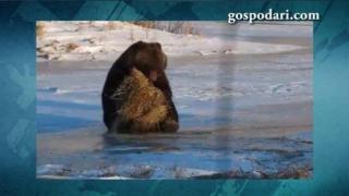 Мечок, събудил се току-що от зимен сън (ВИДЕО)