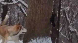 Хъски гони катерица до припадък (ВИДЕО)