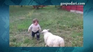 Дете и агънце превръщат борбата в игра (ВИДЕО)