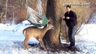 Човек спаси елен, заклещен в люлка