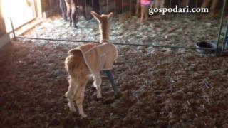 Добрият пример за хуманно отношение към животните и първите стъпки с новата протеза (ВИДЕО)