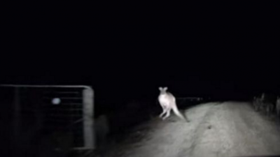 Камера засне нападение на кенгуру над автомобил (ВИДЕО)