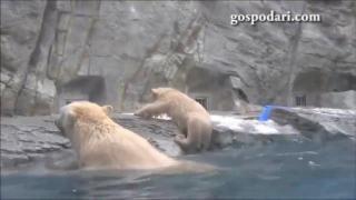 Майчин инстинкт: Мечка спасява малкото си мече от беда (ВИДЕО)