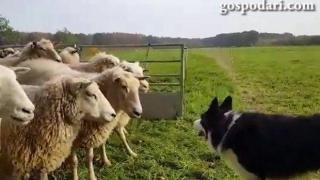 Куче държи под строй цяло стадо овце (ВИДЕО)