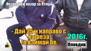 Леките санкции на съда не могат да спрат незаконния пазар за птици в Пловдив