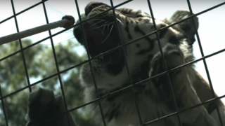 Невероятно видео на забавен каданс показва как големи котки се наслаждават на храната