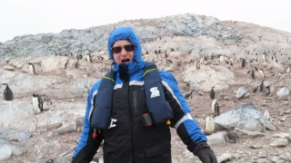 Как реагират пингвините на оперно пеене? (ВИДЕО)