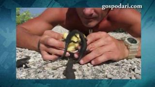 Момче храни гущерчета от ръцете си