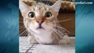 Котка, която гледа филм на ужасите (ВИДЕО)