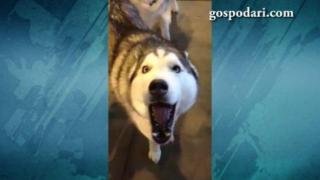 Куче, което не лае, а направо крещи, за да получи това, което иска (ВИДЕО)