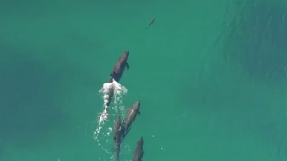 Дрон заснема китове, които преследват акула (ВИДЕО)