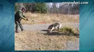 Група мъже спасиха вълк, заклещен в примка (ВИДЕО)