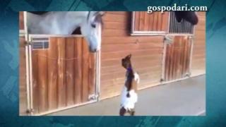 Малко козле иска да се бие с кон