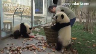 Панди предизвикват хаос и са твърдо против чистотата (ВИДЕО)