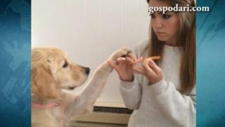 Суетно куче иска маникюр (ВИДЕО)