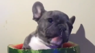 Куче похапва диня и издава интересни звуци (ВИДЕО)