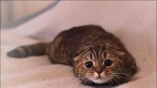 Затвор за мъж, убил коте