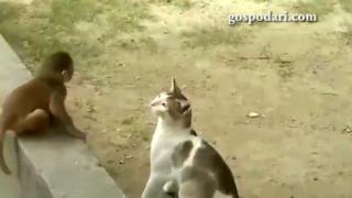Маймунка се качва на главата на котка (ВИДЕО)