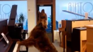 Куче свири на пиано и пее (ВИДЕО)