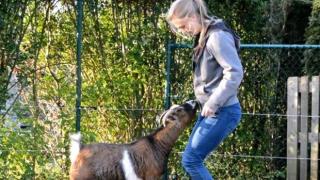 Да тренираш козите като кучета (ВИДЕО)