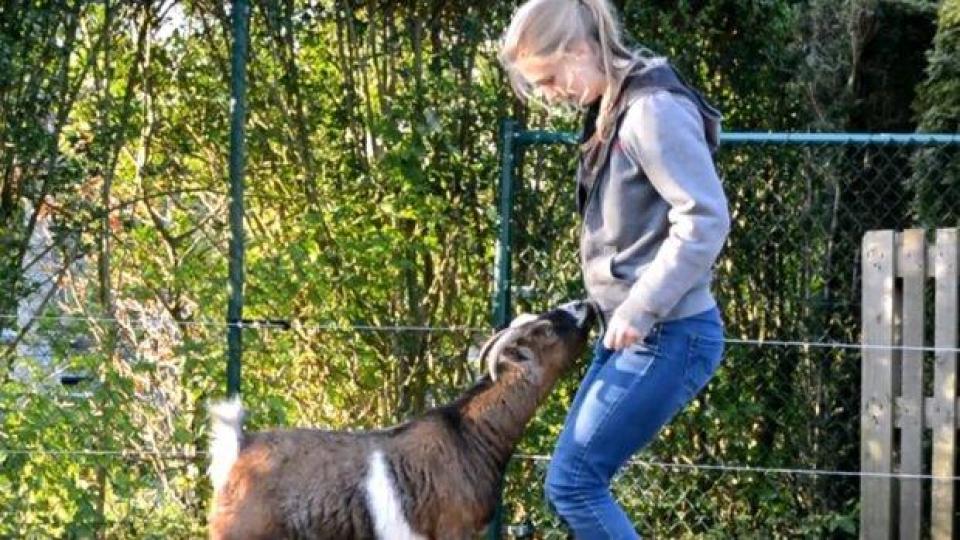 Да тренираш козите като кучета (ВИДЕО)