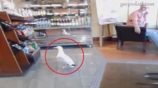 Нагла чайка влиза в кафене и краде стока (ВИДЕО)